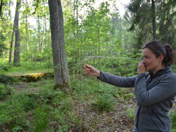 Comparing the impact of continuous cover forest management and rotations forest management on long-term soil carbon storage