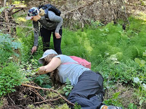 Juurikäävän virustorjunta kohti käytäntöä uuden tartutusmenetelmän avulla